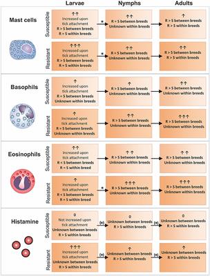 Bovine Immune Factors Underlying Tick Resistance: Integration and Future Directions